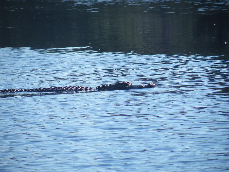 46-alligator.JPG - This big one was swimming in the middle of the lake.