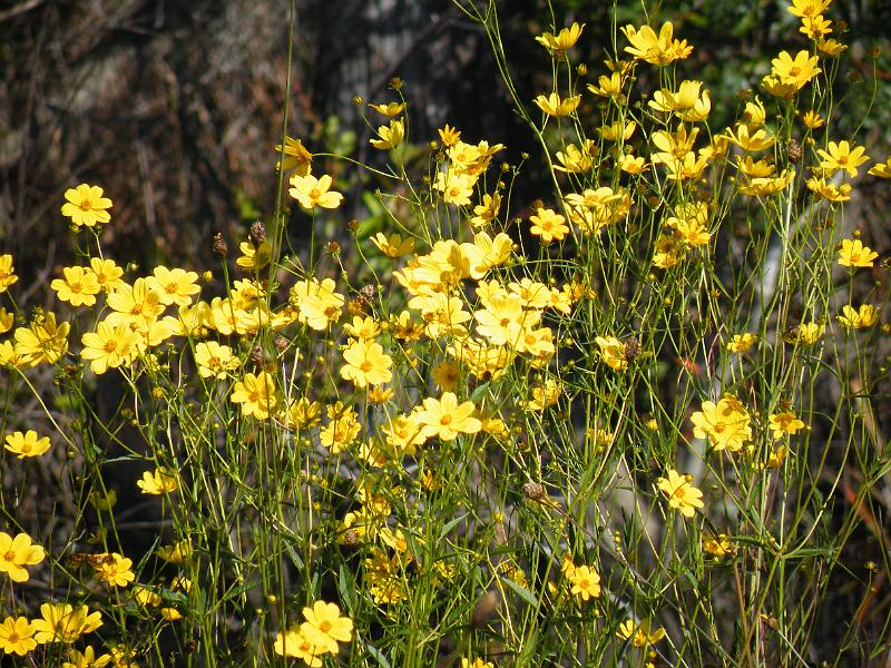 47-daisies.JPG - Yellow daisies alone the shore.