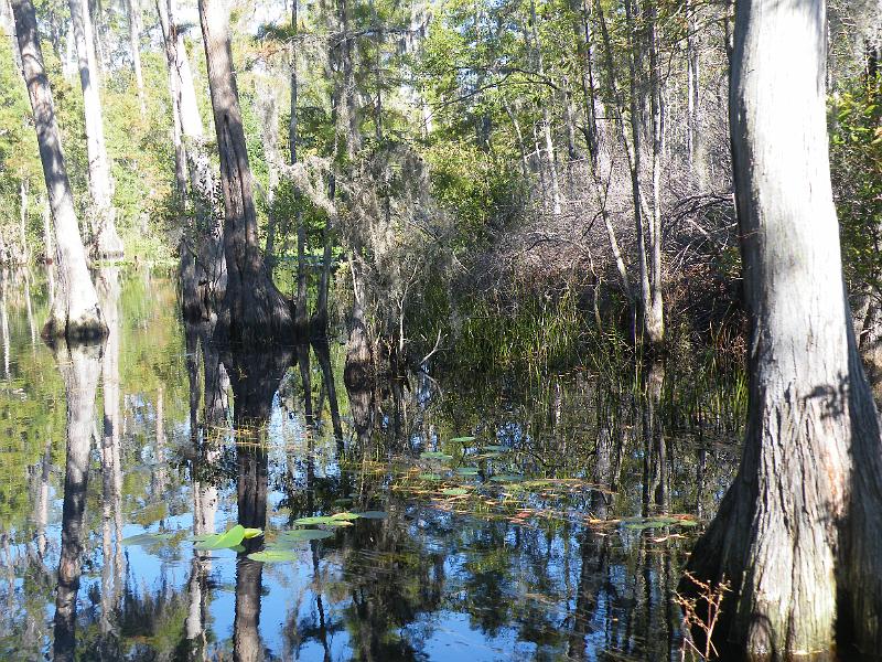 50-swamp.JPG - Deep in the swamp.