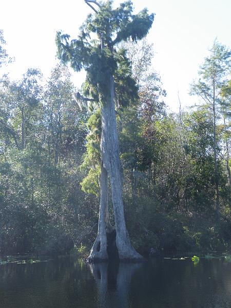 51-LightningTree.JPG - This living tree has been hollowed out by lightning strikes.