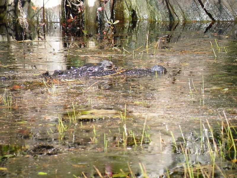 53-alligator.JPG - A gator lurks in the weeds.