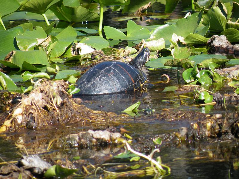 55-turtle.JPG - A slider basks in the sun among the "gator tators".