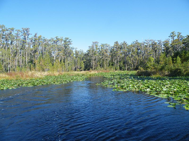 57-GatorBay.JPG - Alligator bay is a popular alligator nesting area.
