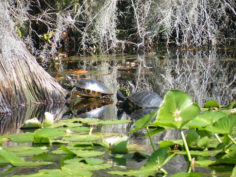 59-turtles.JPG - Two turtles share a sunny spot.