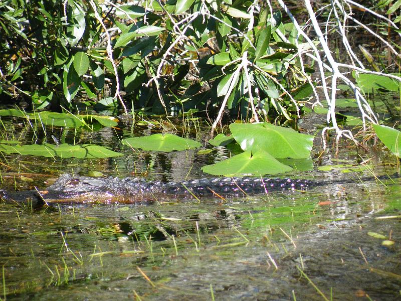 62-alligator.JPG - Another alligator among the lily pads.