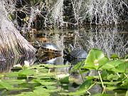 59-turtles