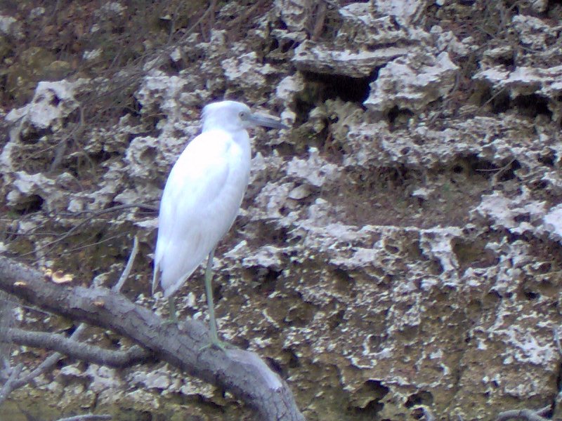 egret