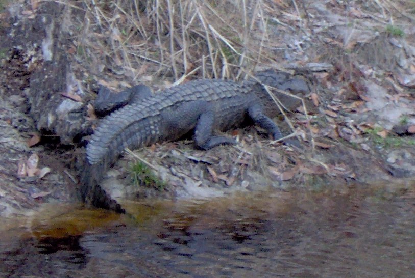 alligator