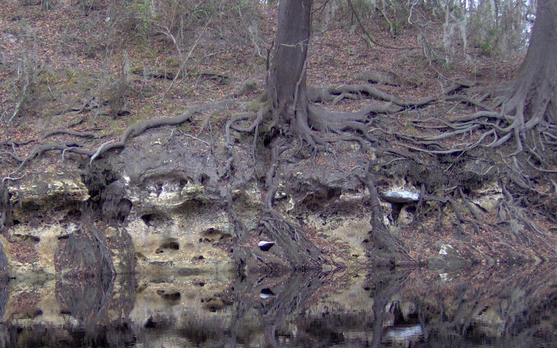 tree roots