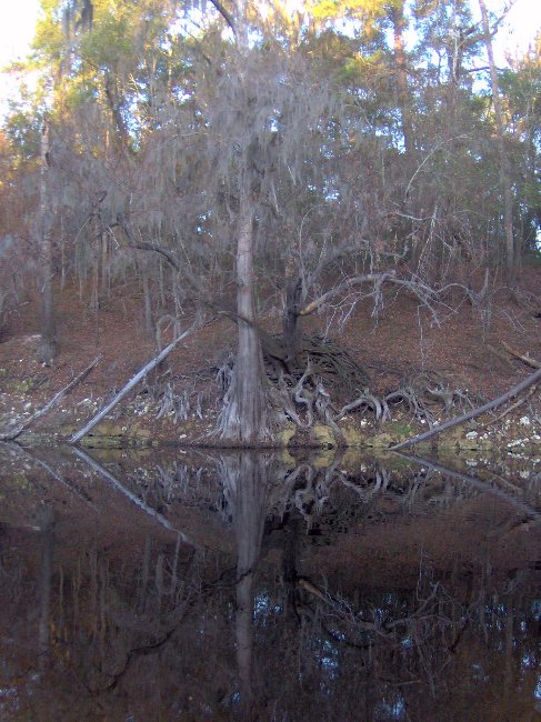 Tree reflecting in the river
